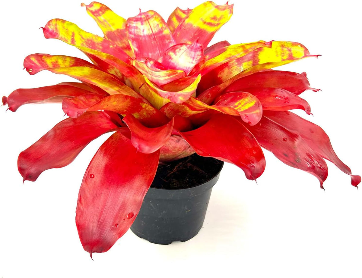 ragnaroc Live Plants – Bromeliad Neoregelia Golden Gate, 8-12" in 6" Pot - 1ct - Live Arrival
