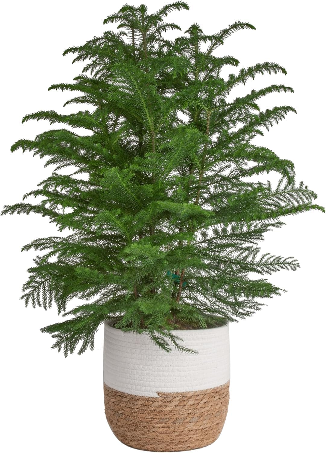 Costa Farms Norfolk Island Pine Live Christmas Tree, House Plant in Decorative Holiday Pot, Easy to