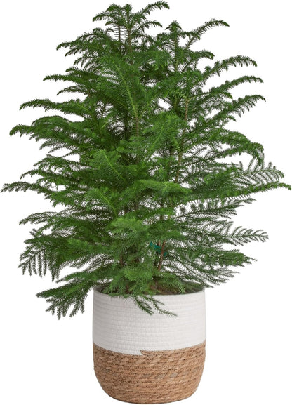 Costa Farms Norfolk Island Pine Live Christmas Tree, House Plant in Decorative Holiday Pot, Easy to