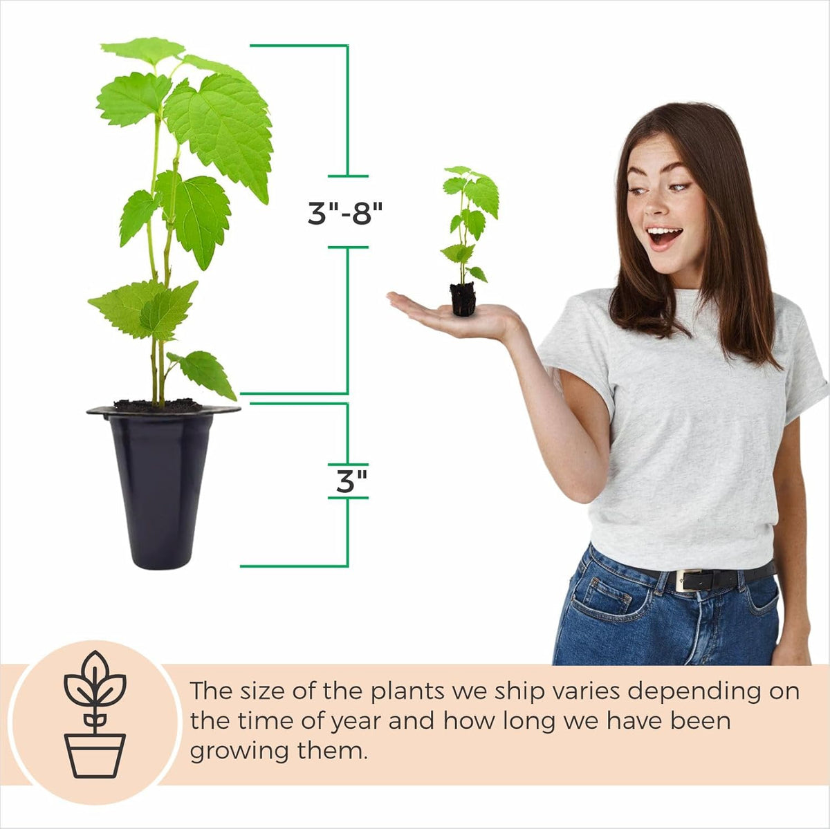 Mulberry Dwarf Everbearing Plant (4 Pack) | Real Live Fruit Plants for Sale| Easy to Grow Live
