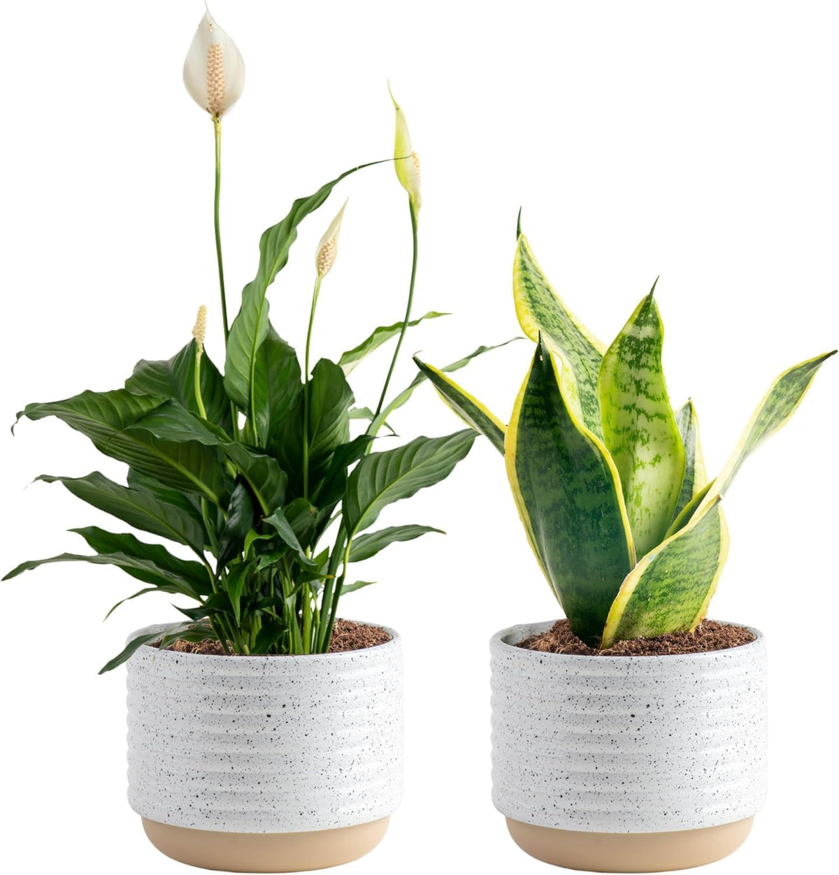 Costa Farms Live Indoor Plant Bundle in Decorative Pots, Easy to Maintain, Air Purifying Indoor