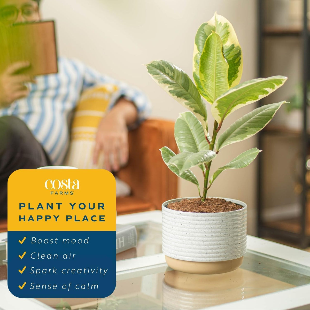 Costa Farms Ficus Tineke Live Plant, Easy to Grow Live Indoor Houseplant in Decorative Planter