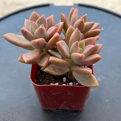 Sprout N Green Graptopetalum paraguayense cv.Bronze, Rare Live Succulent Fully Rooted in 2 inch