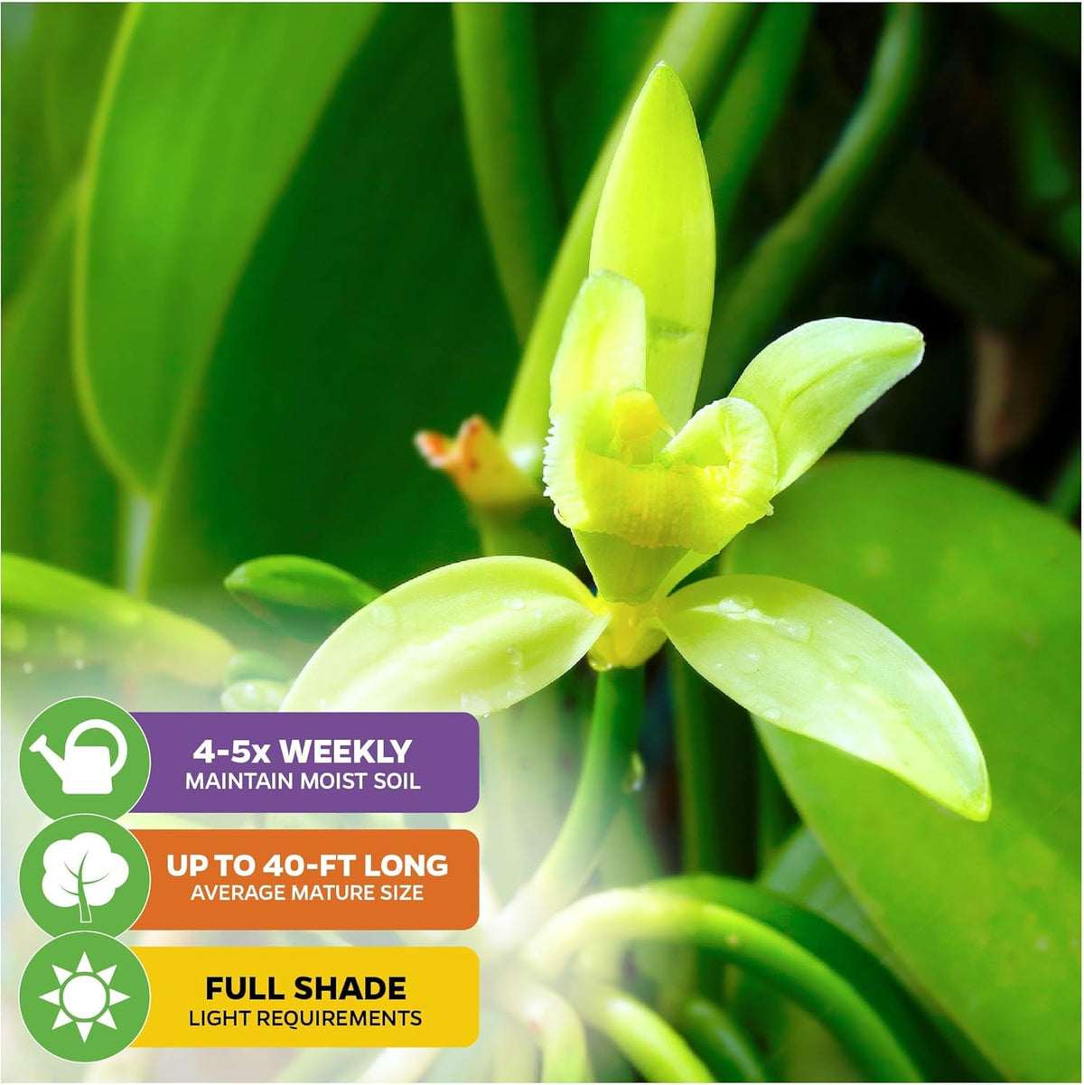 Vanilla Bean Orchid Live Plant - Vanilla planifolia by Wellspring Gardens - Fragrant Vanilla Beans