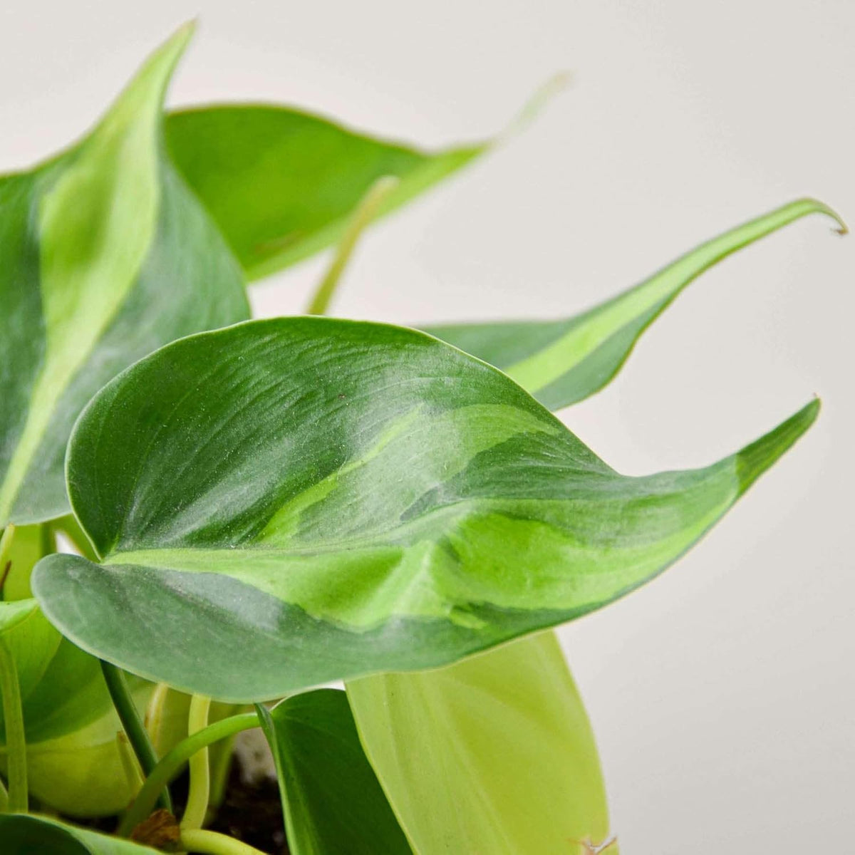 Philodendron Hederaceum Brasil Live Plant for Indoor | Different Houseplants in 3'' Pot | Real
