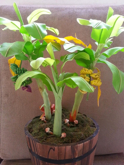 Seeds Ornamental Banana Tree - Tree for Planting - GMO Free