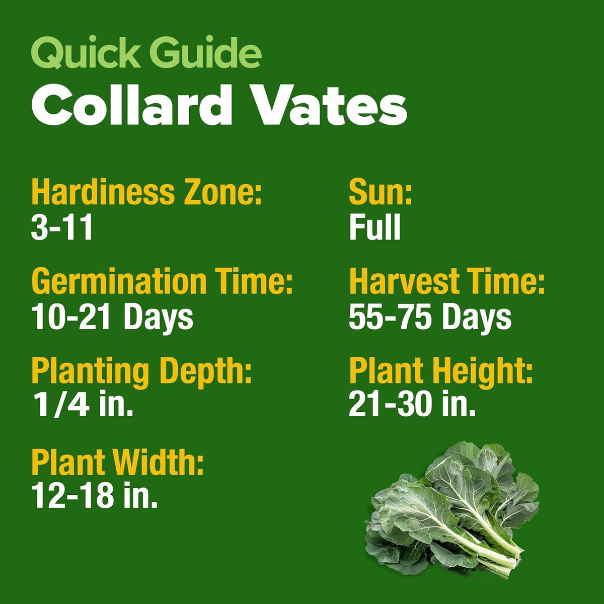 HOME GROWN Collard Green Seeds - 2 Pack - 600 Seeds for Fall Planting - High Germination