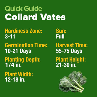 HOME GROWN Collard Green Seeds - 2 Pack - 600 Seeds for Fall Planting - High Germination