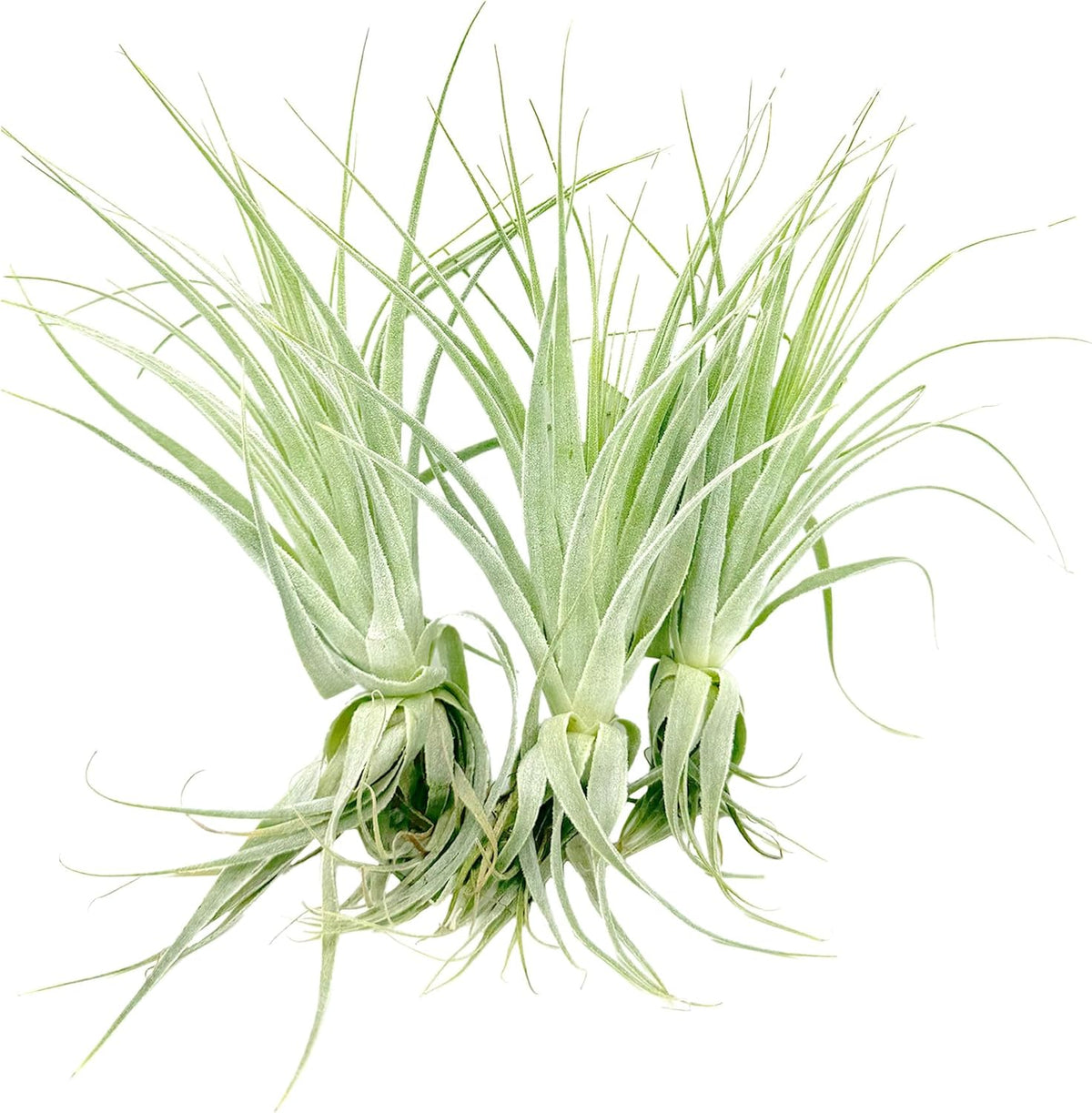 Live Air Plant - Tillandsia Gardneri 5-7” - 3ct - ragnaroc Rare Collectors Indoor Tropical Plant