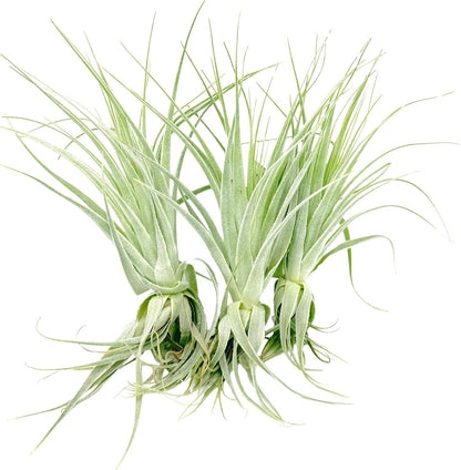 Live Air Plant - Tillandsia Gardneri 5-7” - 3ct - ragnaroc Rare Collectors Indoor Tropical Plant