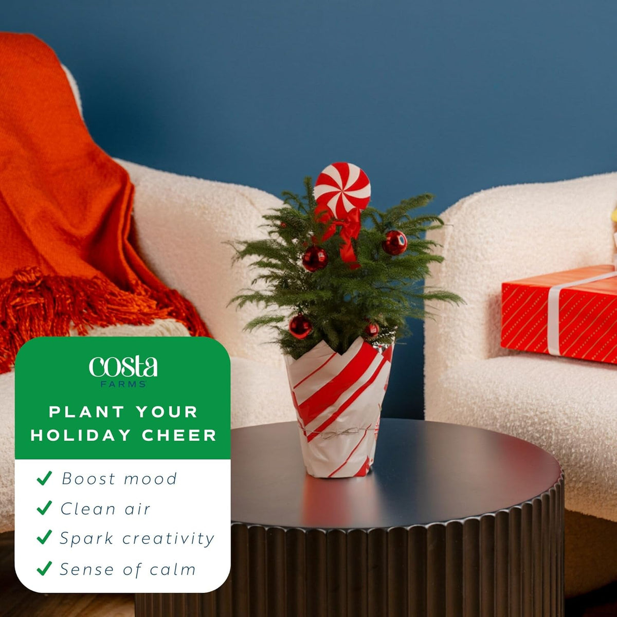 Costa Farms Norfolk Island Pine, Live Christmas Tree Plant in Holiday Gift Wrap Pot, Includes