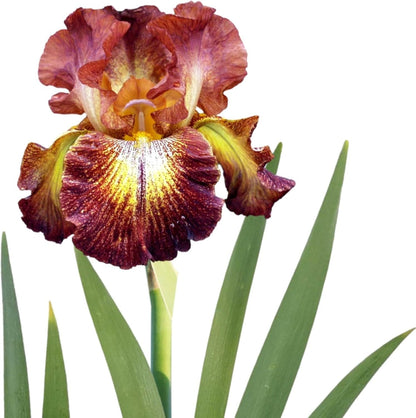 Easy to Grow Bearded Iris Paprika Fono - 9 Plant Bulbs Rhizomes, Burgundy Red & Yellow Flowers in