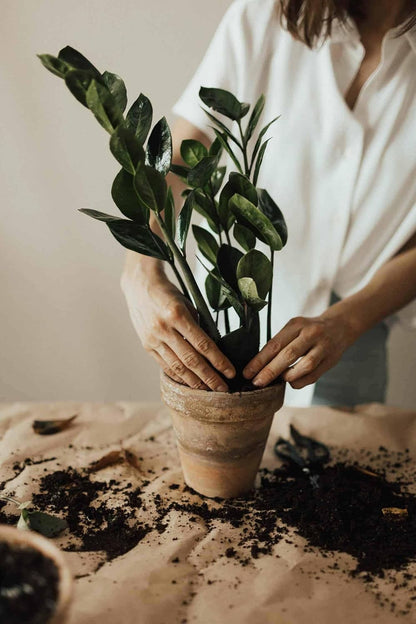 Gardenera Premium ZZ Plant Ultra-Performance Potting Mix - Proven Formula for Thriving Zamioculcas