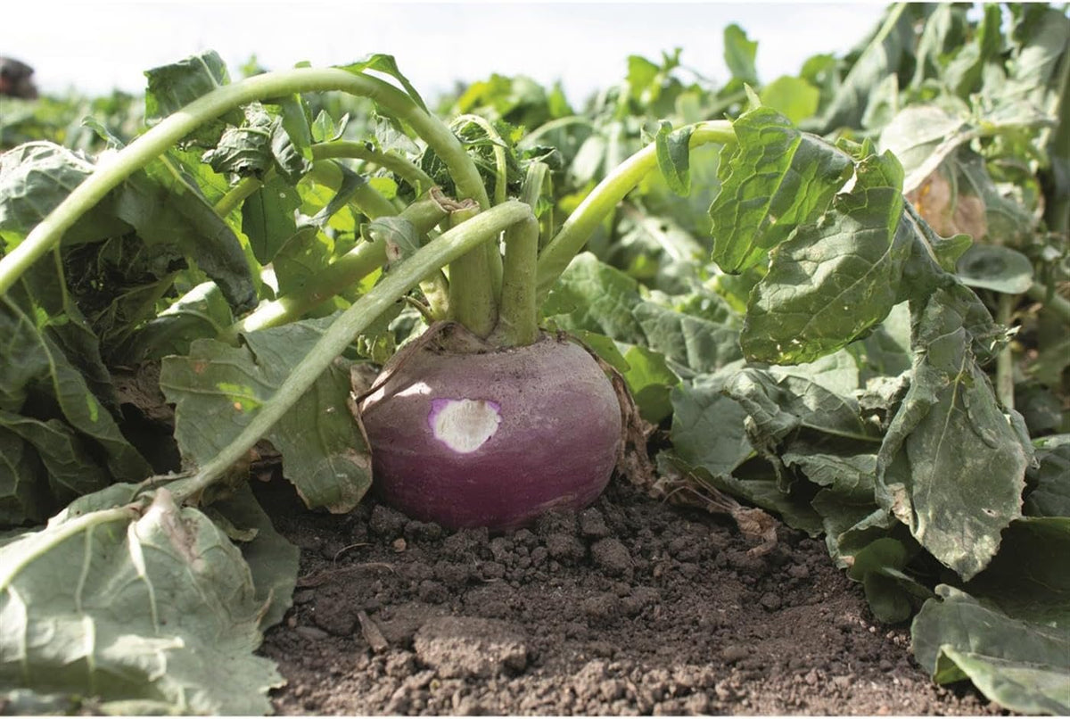 Crush Pro Brassica Blend - Fall Deer Food Plot Seed - Fast-Growing Brassicas for Heavy Graze