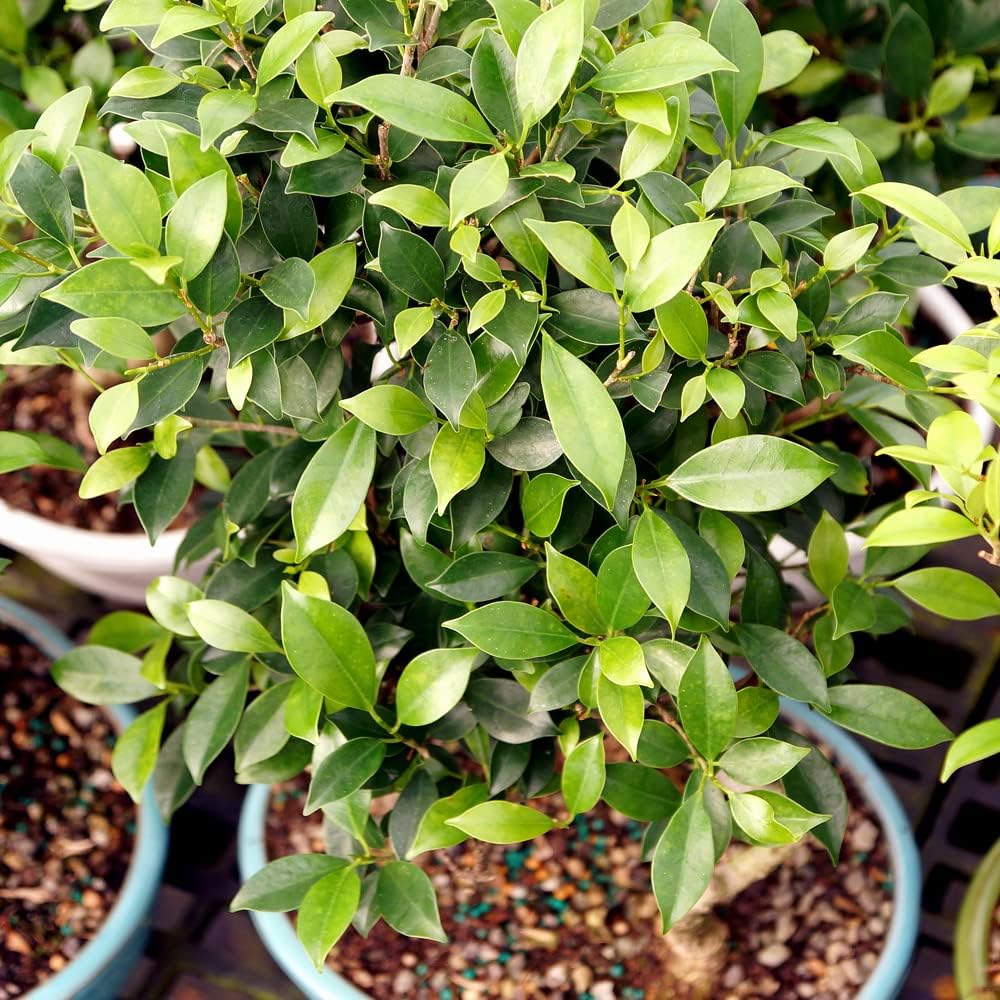 Brussel's Bonsai Live Golden Gate Ficus Grove Indoor Bonsai Tree-7 Years Old 10" to 14" Tall with