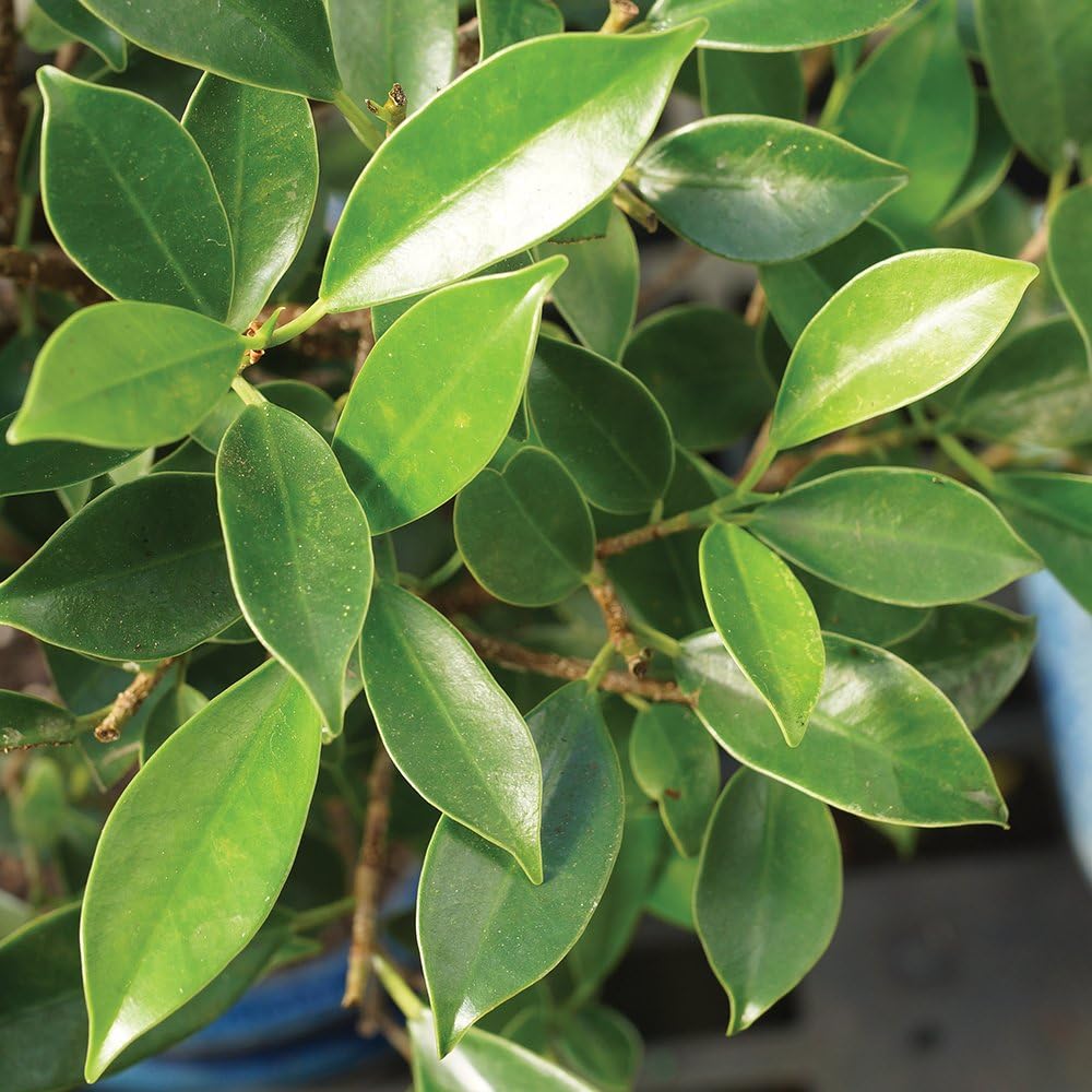 Brussel's Bonsai Live Golden Gate Ficus Grove Indoor Bonsai Tree-7 Years Old 10" to 14" Tall with