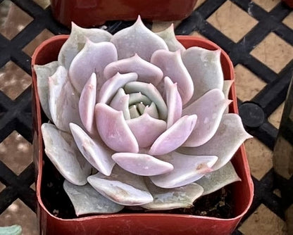 Sprout N Green 2in Echeveria Lola, 1 Pack Live Mini Succulent Plant Fully Rooted in Pot, Real House