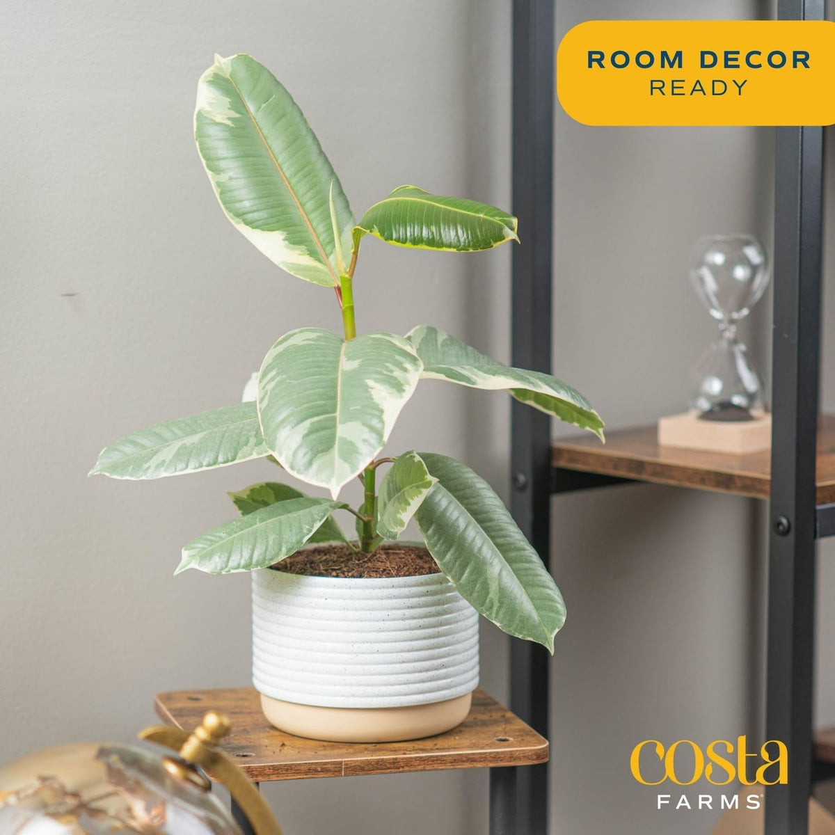 Costa Farms Ficus Tineke Live Plant, Easy to Grow Live Indoor Houseplant in Decorative Planter