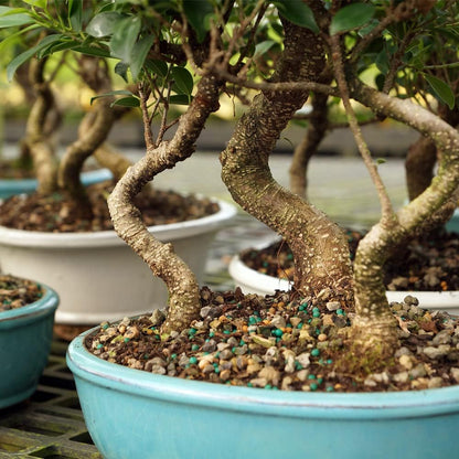 Brussel's Bonsai Live Golden Gate Ficus Grove Indoor Bonsai Tree-7 Years Old 10" to 14" Tall with