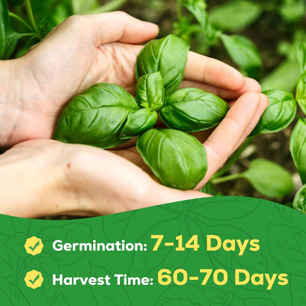 Genovese Basil Seeds for Planting - 500 Heirloom, Non-GMO Seeds - Sweet Basil Herb Seeds for Home