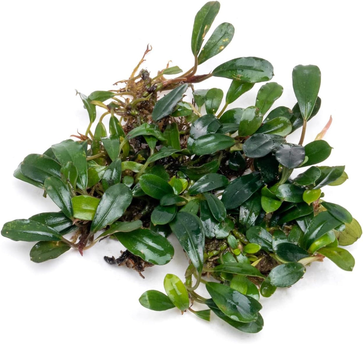 SubstrateSource Bucephalandra Black Tears Live Aquarium Plant - Natural Freshwater Fish Tank