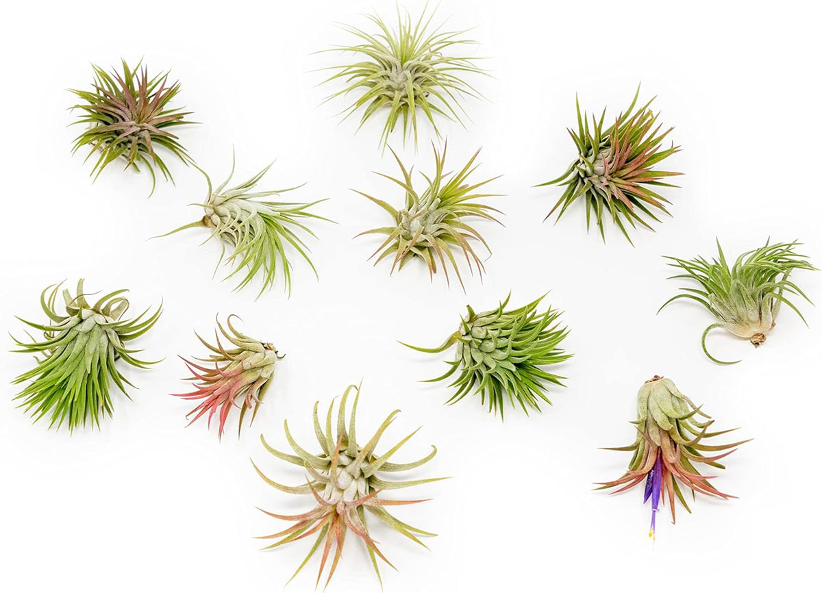 12 Pack Air Plants Ionantha Mexican-Colors and Shape Varies Due to Seasonality-Live Tillandsia