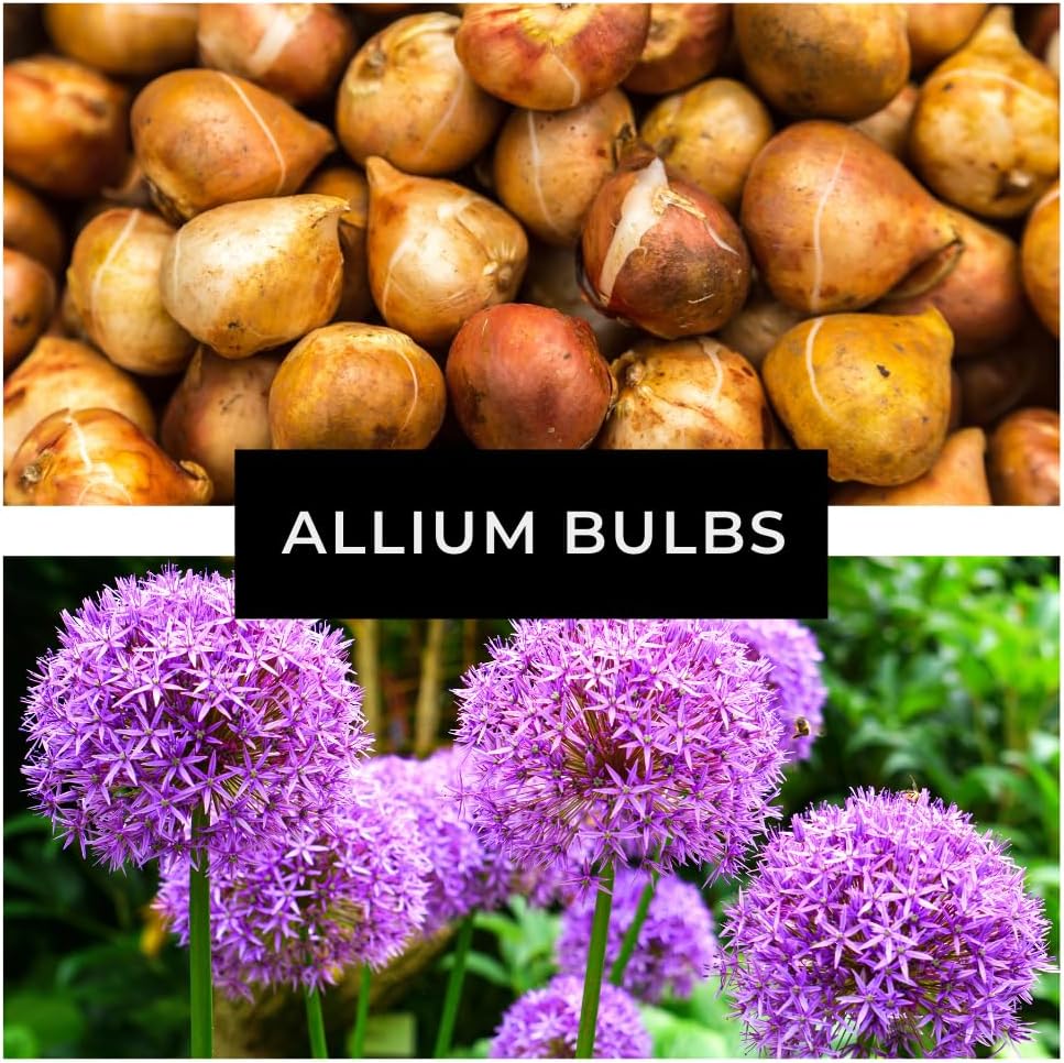 Purple Allium Bulbs for Planting - Easy to Grow Perennial Flowers, Top Size Bulbs, Large Spherical