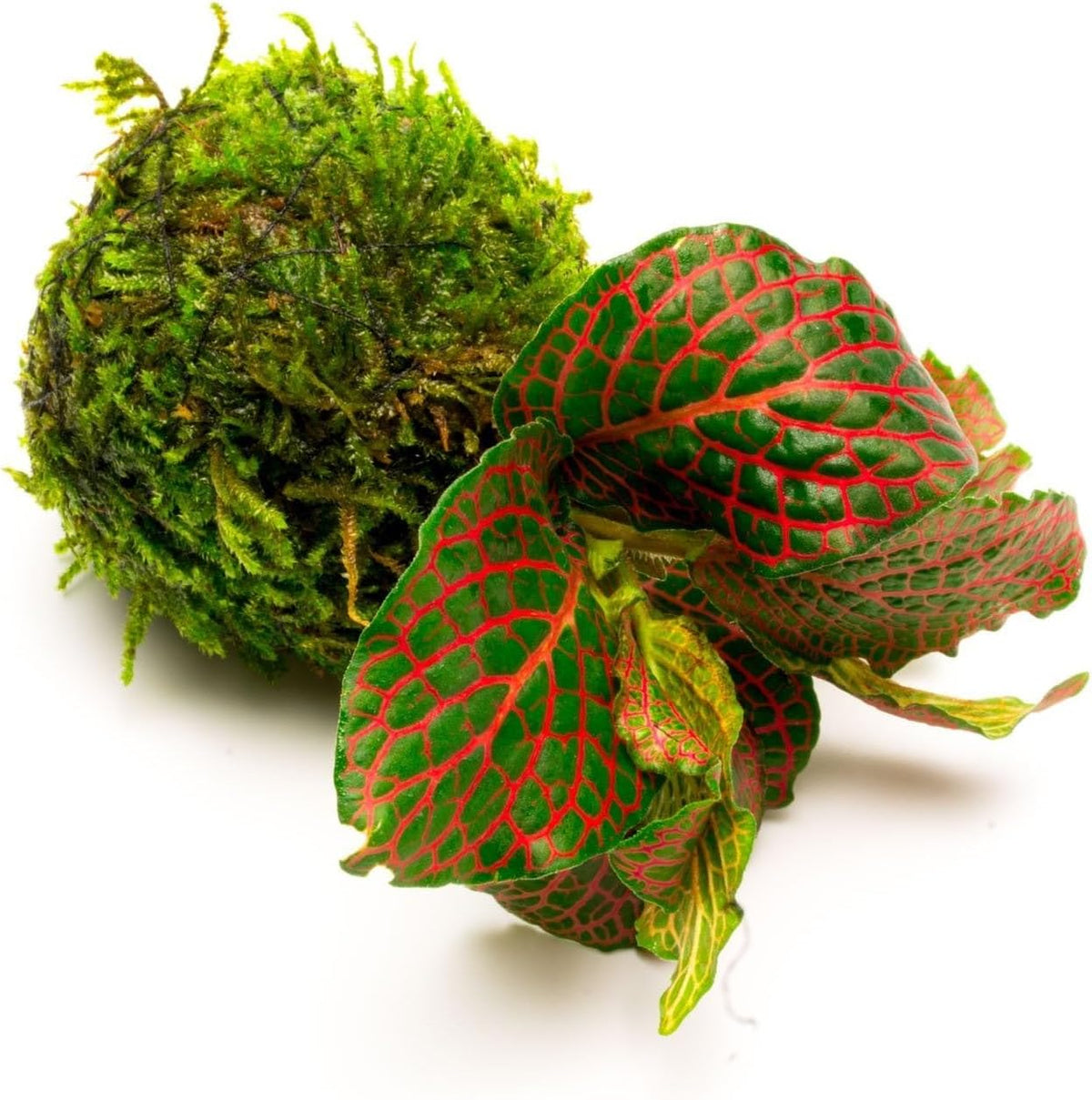 SubstrateSource Live Planted Decor - Nerve Plant (Fittonia albivenis) on Clay Moss Ball - Low to