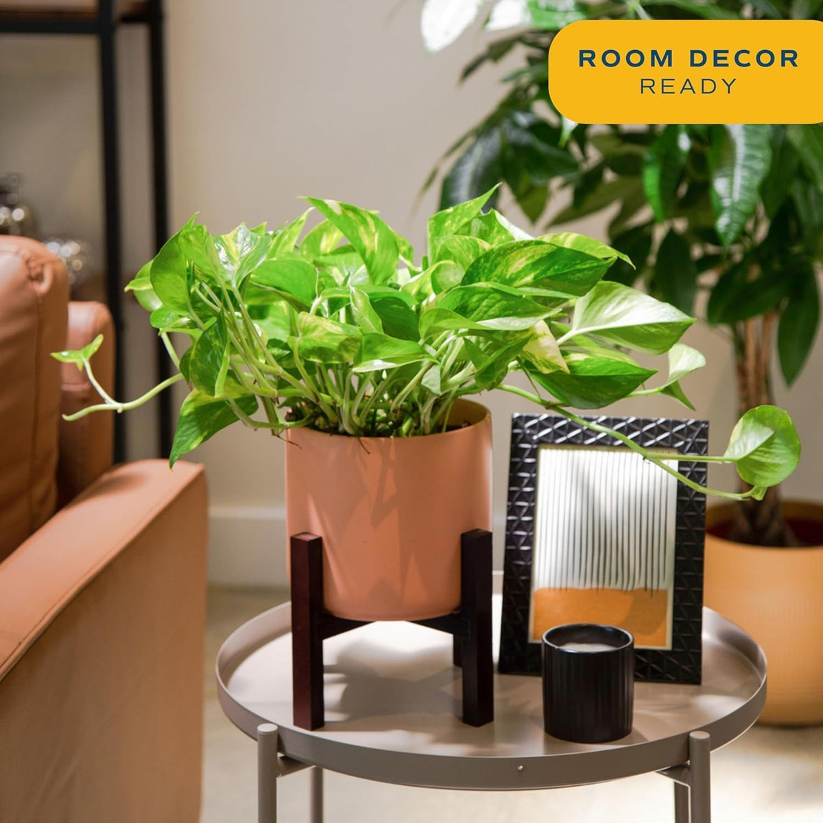 Costa Farms Golden Pothos Live Plant, Devil's Ivy in Decorative Pot, Easy to Maintain, Air