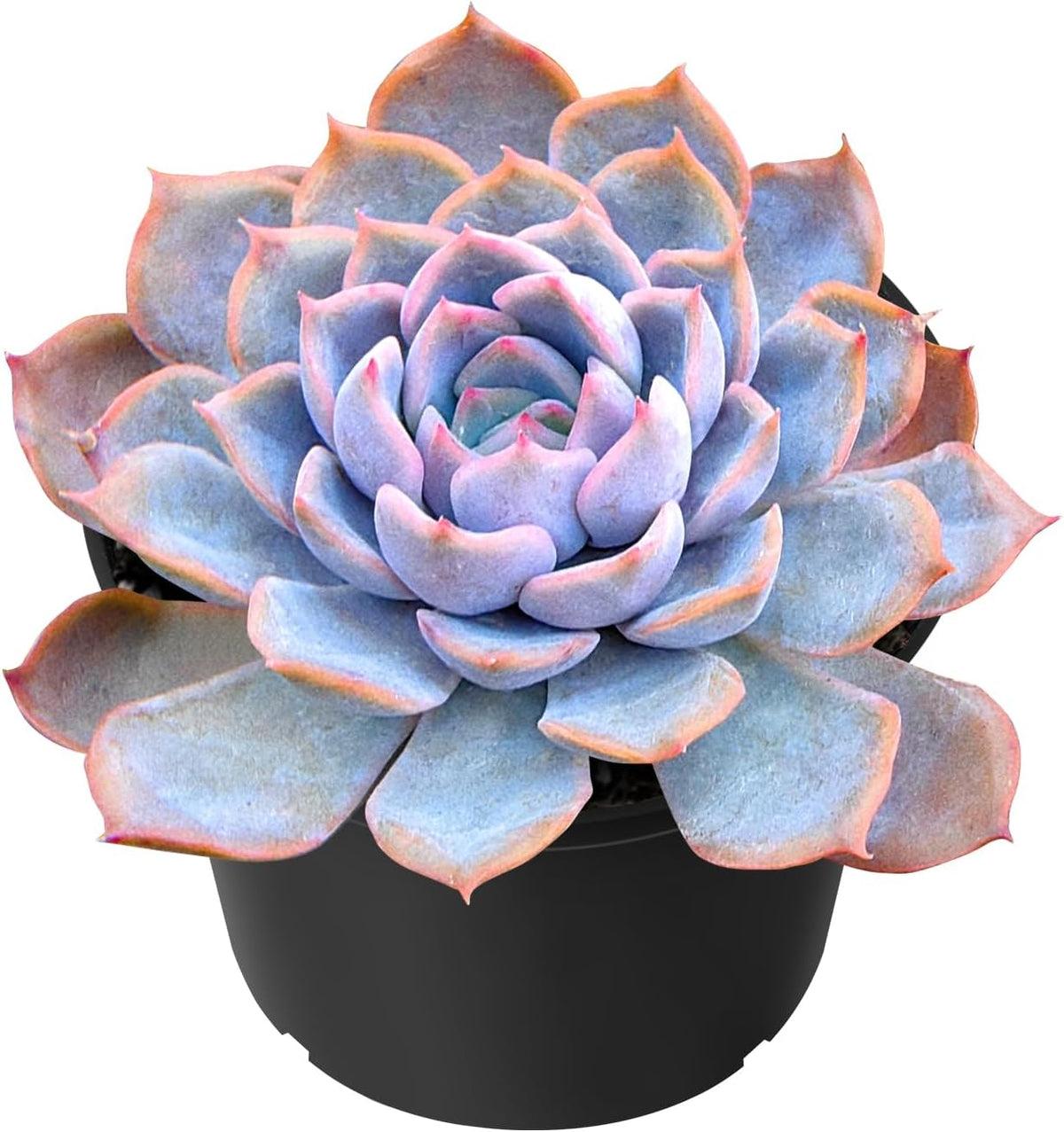 Sprout N Green Echeveria Fiona, 1 Live Mini Succulent Plant Fully Rooted in 2 inch Starter Pot