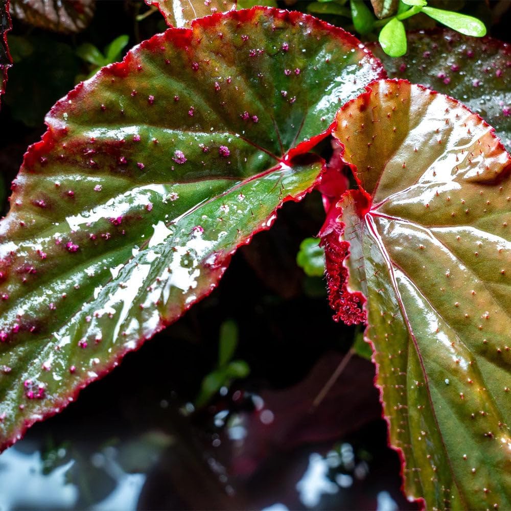 SubstrateSource Live Jungle Plants - Begonia Arabian Sunset (Begonia sp.) - Medium to High Light