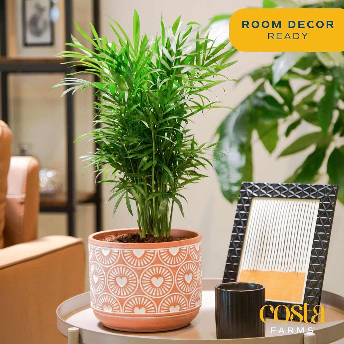 Costa Farms Parlor Palm, Neanthebella, Easy to Grow Houseplant Potted in Décor Plant Pot, Everyday