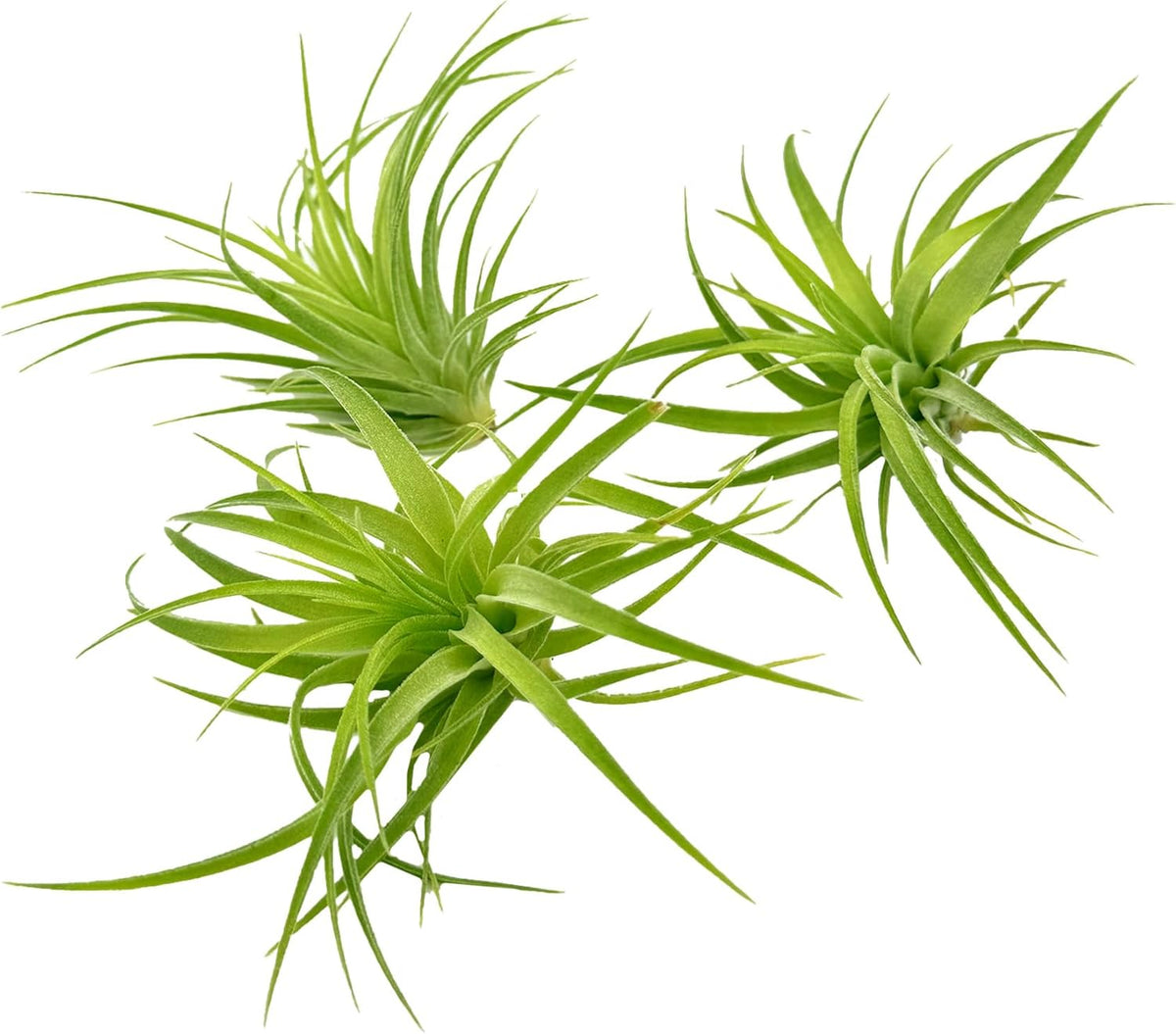 Live Air Plants - Tillandsia Geminiflora 1-3" - 3ct – ragnaroc Live Indoor Plant - Live Arrival