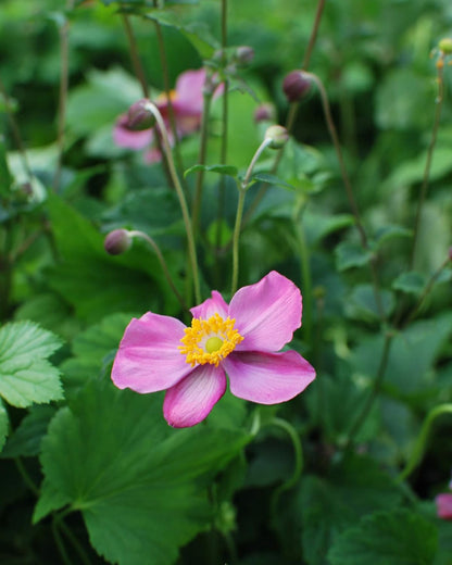 Perennial Farm Anemone x Hybrida Fantasy™ 'Red Riding Hood' – Live Windflower in #1 Container