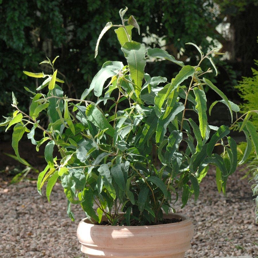 Park Seed Grow Your Own Eucalyptus Seeds Plant, Perfect for Indoor Growing and Spring Garden, Lemon
