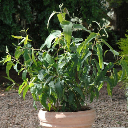 Park Seed Grow Your Own Eucalyptus Seeds Plant, Perfect for Indoor Growing and Spring Garden, Lemon