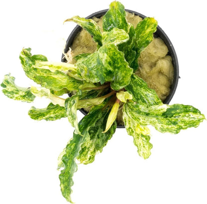 SubstrateSource Bucephalandra Variegated Green Wavy Marble Potted Live Aquarium Plant - Natural