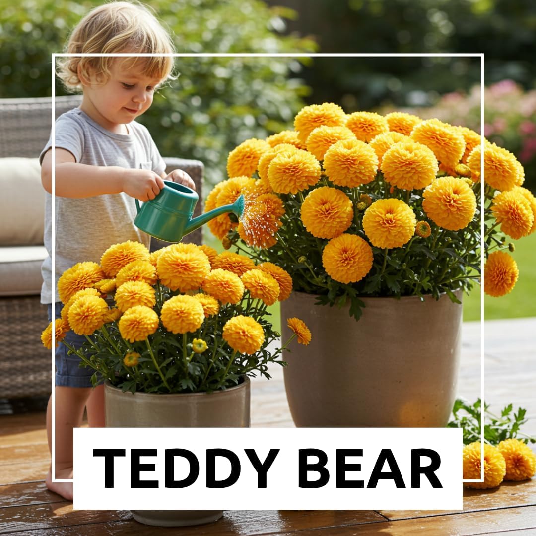 100 Teddy Bear Sunflower Seeds for Planting – Ultra-Fluffy Golden Blooms with Round Heads – Perfect