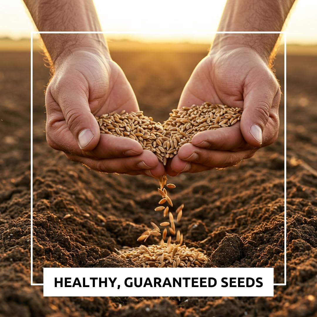 Perennial Ryegrass Seeds for Planting - Premium Quality Non-GMO Grass Seed for Lawns, Pastures, and