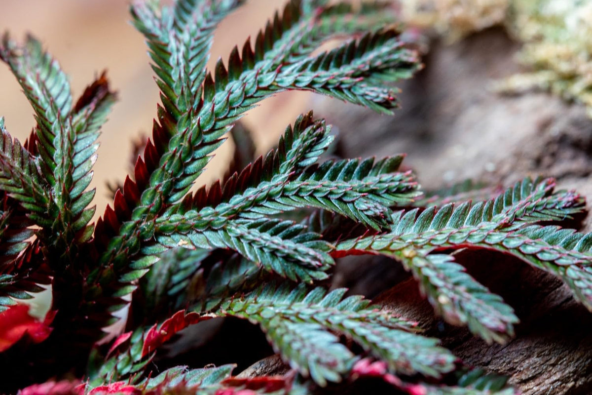 SubstrateSource Live Terrarium Plants - Spikey Moss for Terrariums, Paludariums - Easy, Beginner