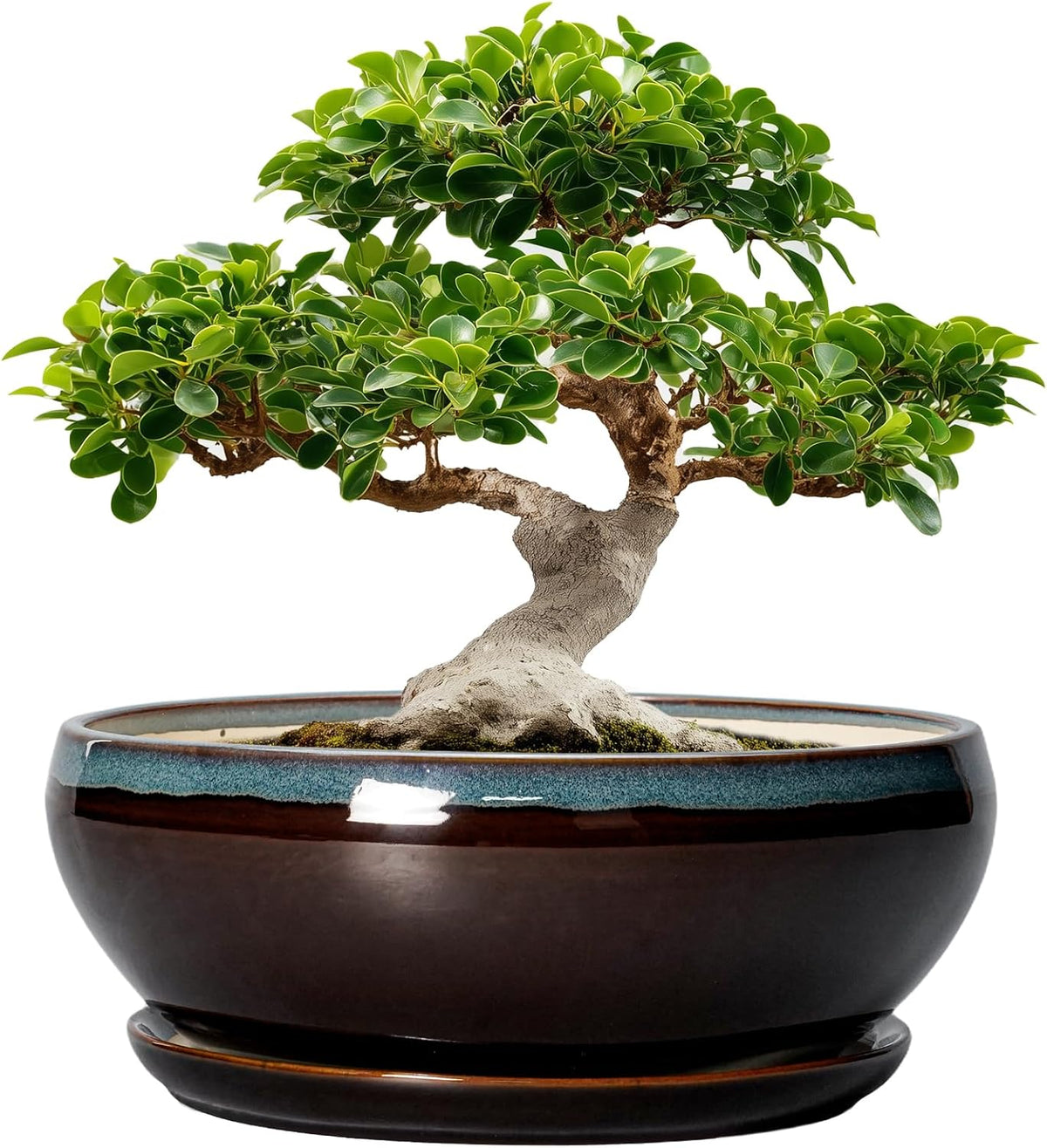 SQOWL Bonsai Planter 12 Inch - Ceramic Succulent Pots Large, Round Shallow Plant Pots Indoor with