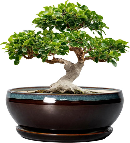 SQOWL Bonsai Planter 12 Inch - Ceramic Succulent Pots Large, Round Shallow Plant Pots Indoor with