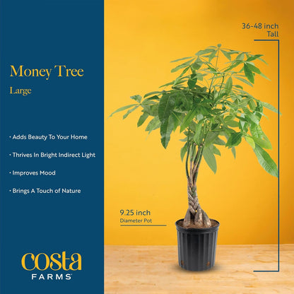Costa Farms Money Tree Live Plant, Easy to Grow Houseplant Potted in Indoor Garden Pot, Pachira