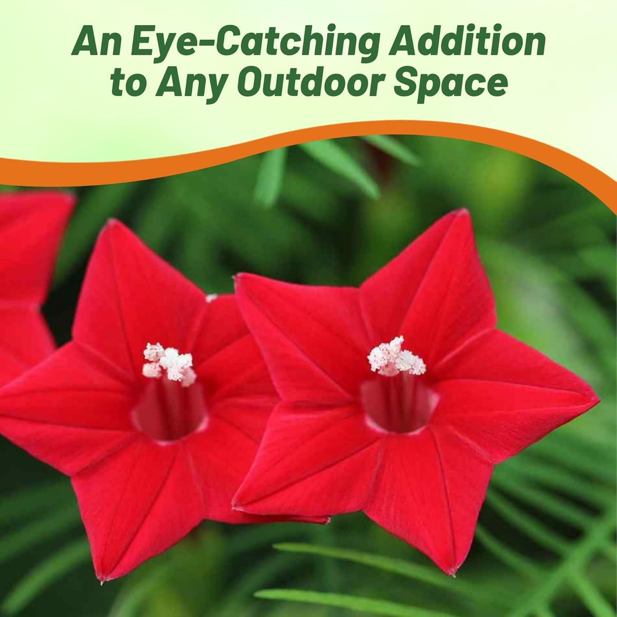 Outsidepride Red Cypress Vine Seeds - 100 Pcs Annual Flower Seeds with Nectar-Rich, Star-Shaped