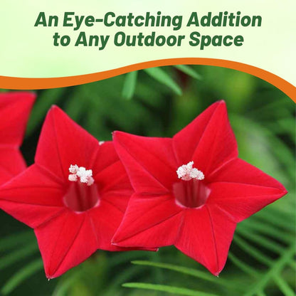 Outsidepride Red Cypress Vine Seeds - 100 Pcs Annual Flower Seeds with Nectar-Rich, Star-Shaped