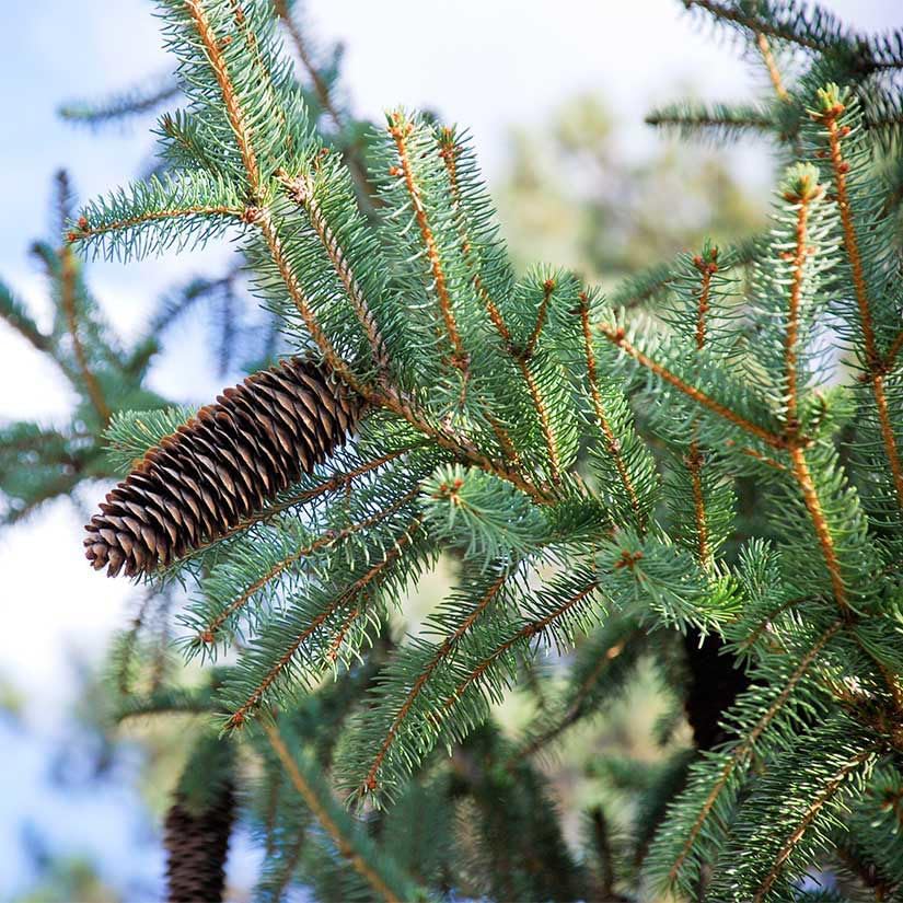 Colorado Blue Spruce Tree Plug Seedlings | 6"-12" | Arbor Day Foundation (3-Pack)