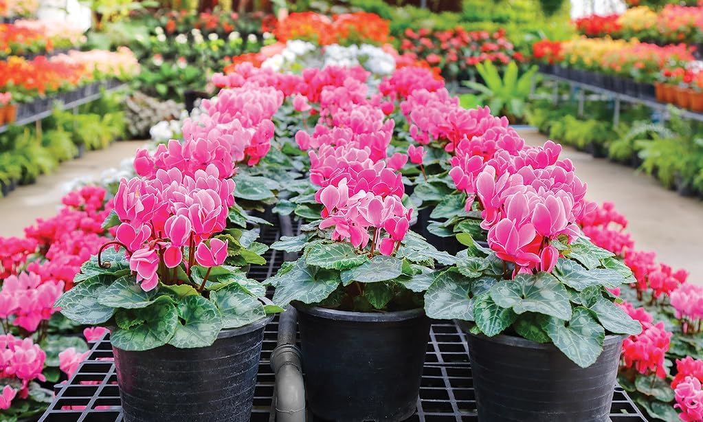 Gardenera Premium Cyclamen Potting Soil Mix - Perfect Balance of Nutrients, Drainage, and Aeration