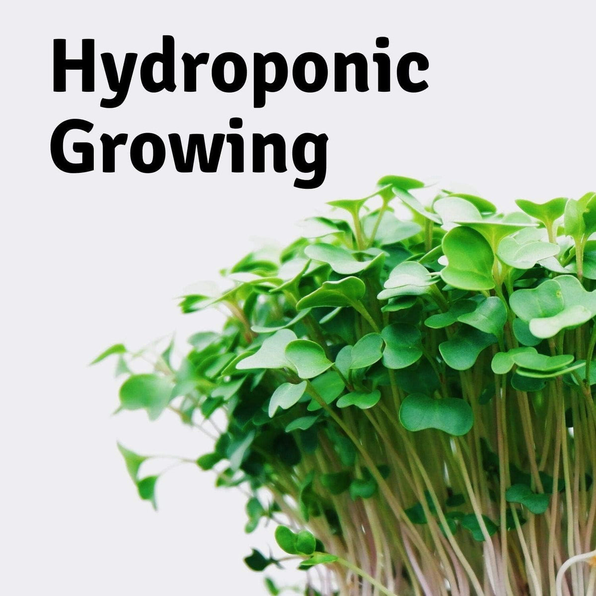 Micro-Mats Hydroponic Grow Pads - for Organic Production - 10 Pack - Plant & Seed Germination: