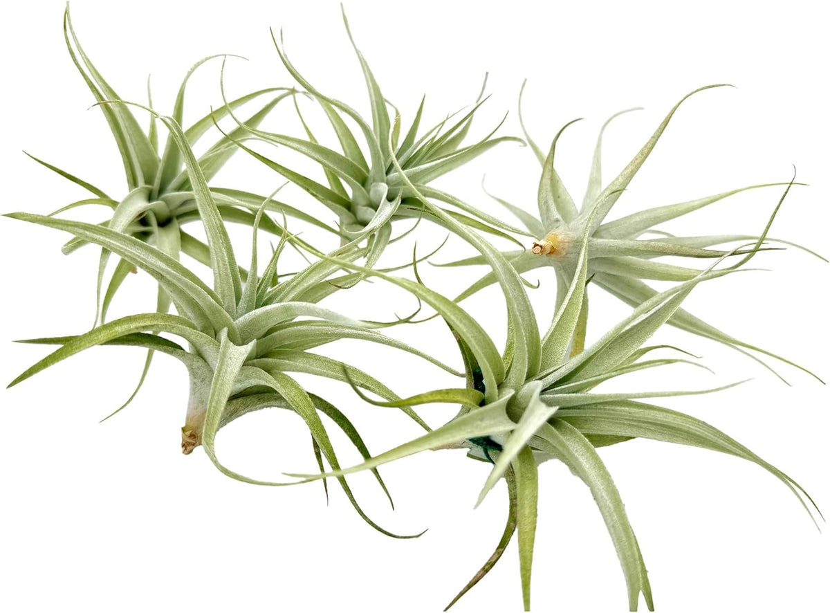 Live Air Plants - Tillandsia Albida 3-5" - 5ct – ragnaroc Live Indoor Plant - Live Arrival