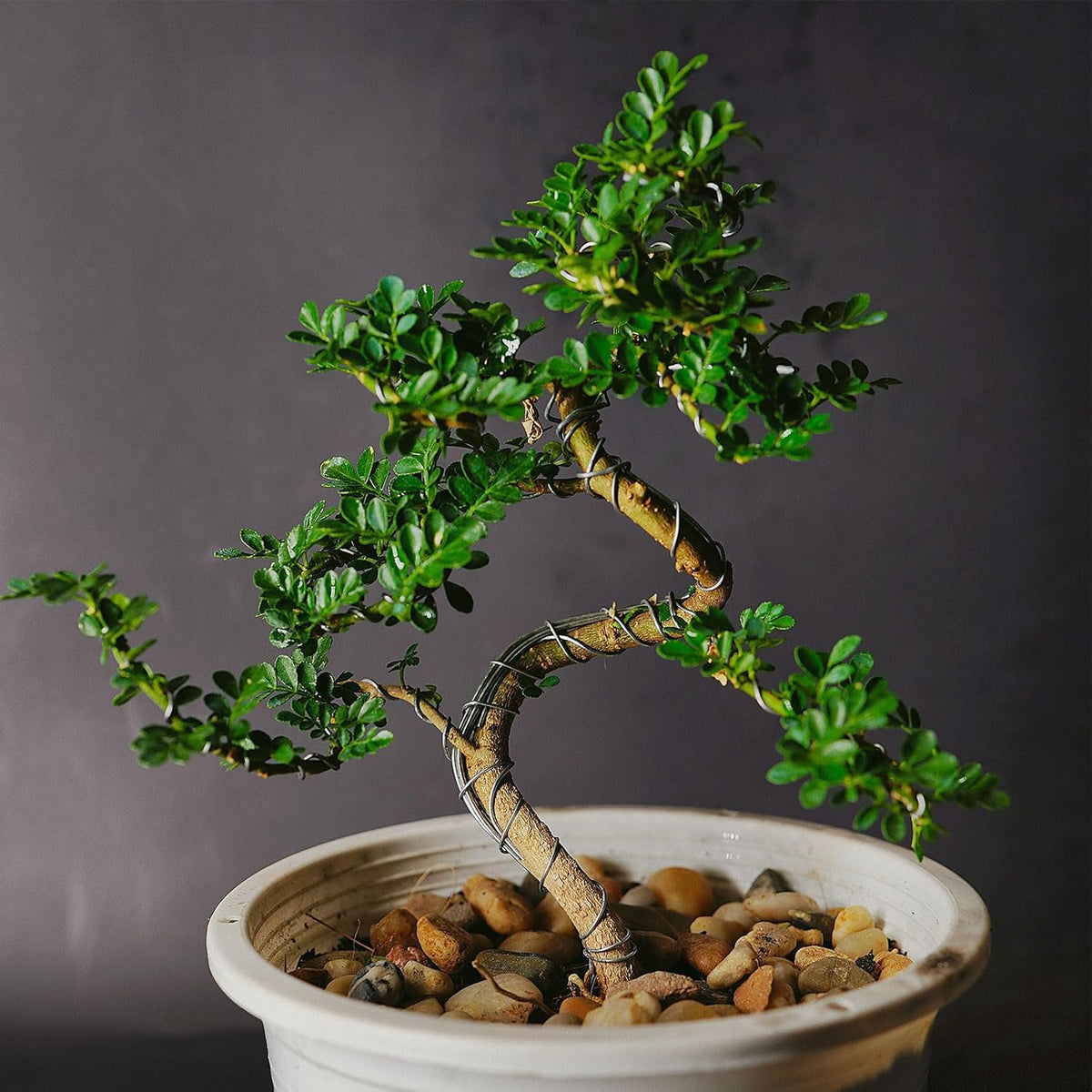 PATIKIL 1mm Bonsai Training Wire, 1 Roll Floral Wire Stems Anodized Aluminum Tree Wire 16.4 Feet